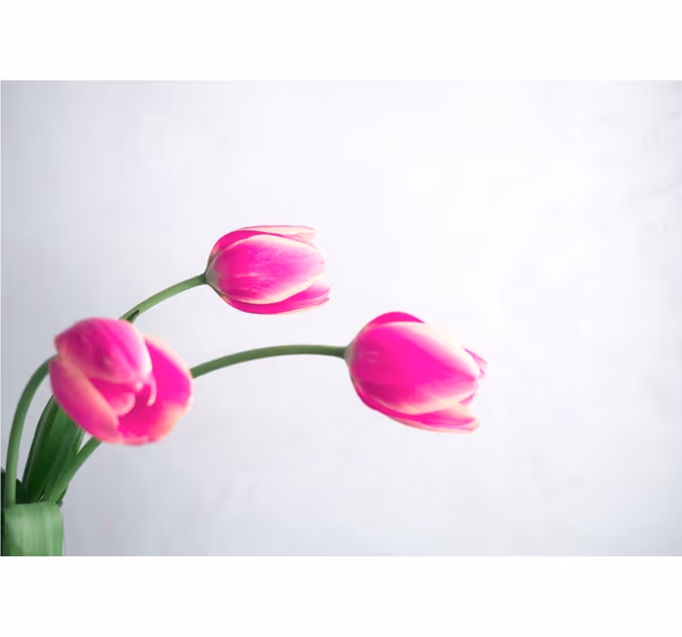 Papel mural de amapolas flores de tulipanes rosas - TenVinilo