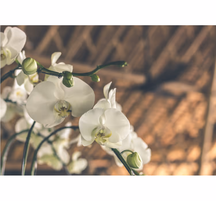 Papel mural orquídeas flores de orquídea elegantes - TenVinilo