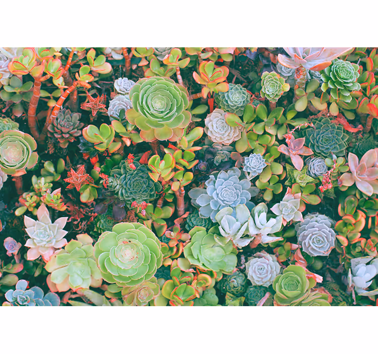 Papel mural flores jardín de suculentas - TenVinilo
