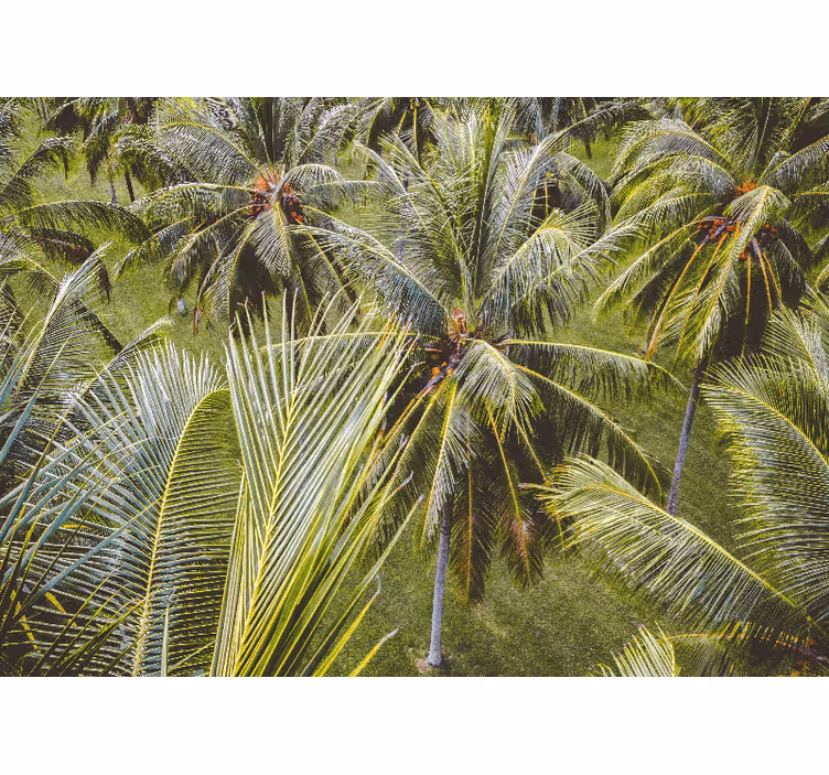 Papel mural naturaleza hojas de palma exuberantes - TenVinilo