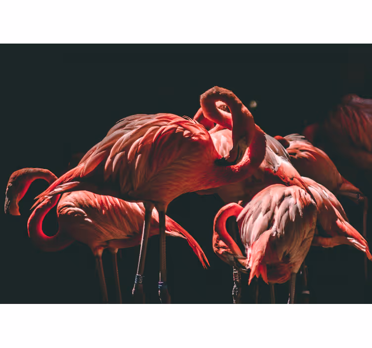 Mural de animales flamingo serenidad - TenVinilo