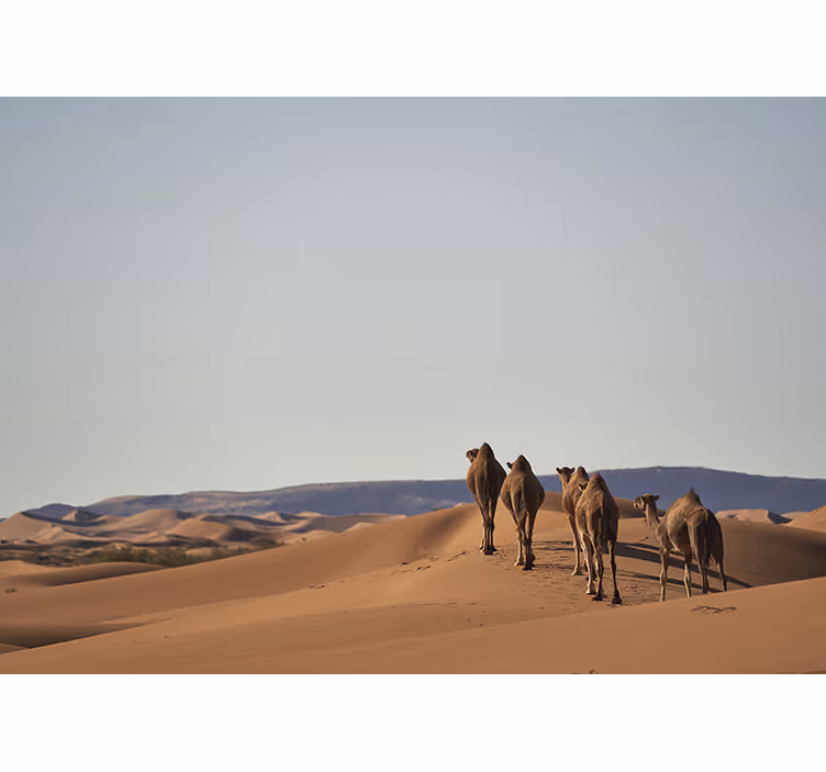 Mural desierto camellos del desierto - TenVinilo