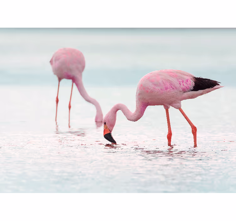 Mural de animales escena de flamencos alimentándose - TenVinilo