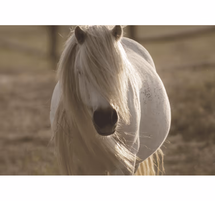 Papel mural animales caballo blanco regal - TenVinilo