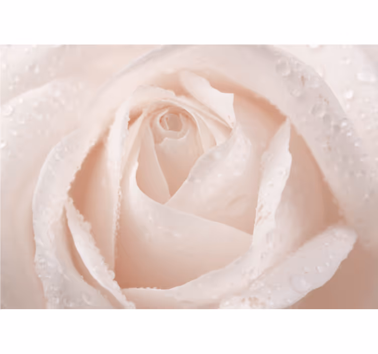 Papel mural rosas delicada flor blanca - TenVinilo