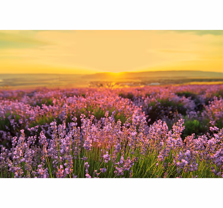Papel mural flores pradera de lavanda al atardecer - TenVinilo