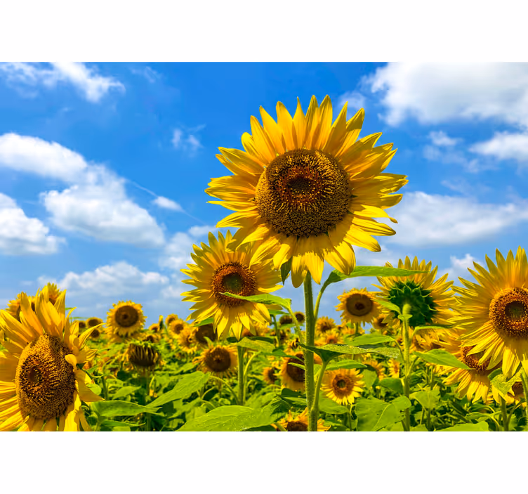 Papel mural flores campo de girasoles - TenVinilo