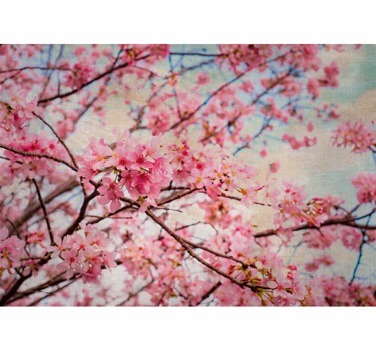 Fotomural flores Flores de cerezo borrosas - TenVinilo