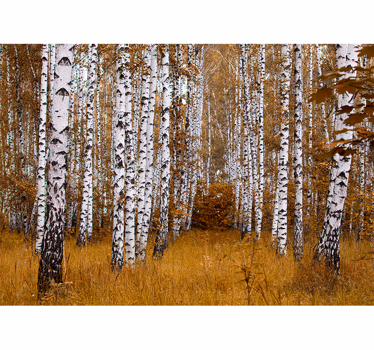 Fotomural de bosque Abedules con pasto naranja - TenVinilo