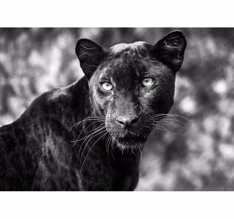 Fotomural africano Hermoso panter negro - TenVinilo