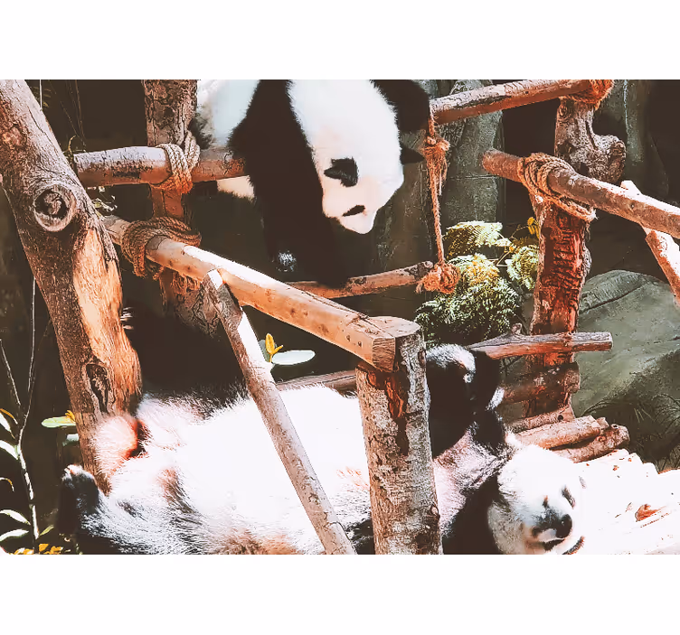 Mural de animales escena de juego de pandas - TenVinilo