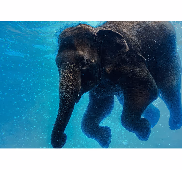 Papel mural mar elefante bajo el agua - TenVinilo