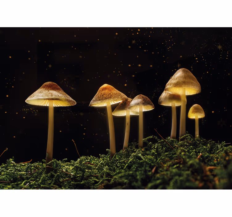 Papel mural naturaleza escena de setas brillantes - TenVinilo