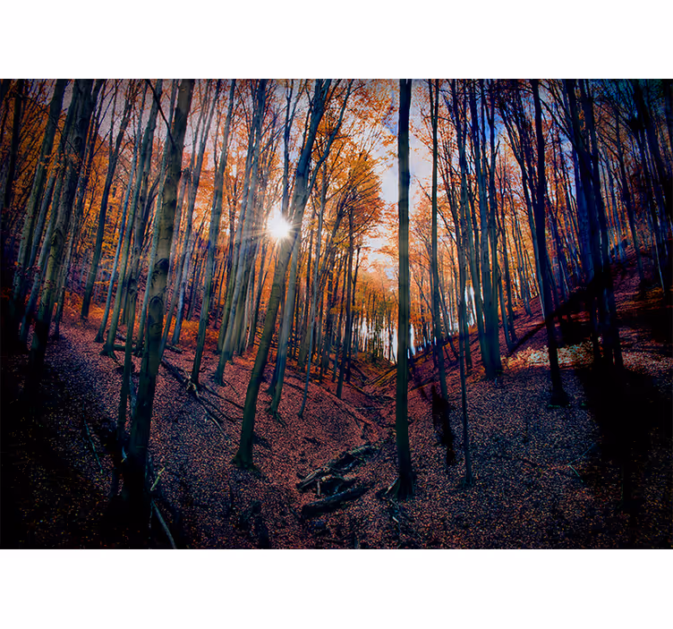 Papel mural bosque bosque de otoño soleado - TenVinilo