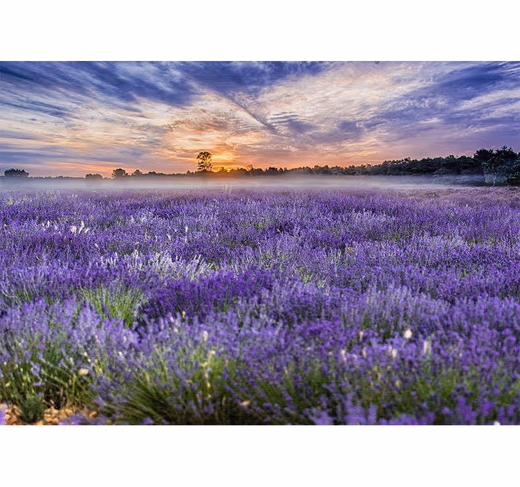 Papel mural flores campo de lavanda al atardecer - TenVinilo