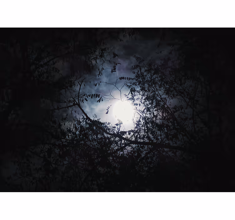 Papel mural naturaleza ramas a la luz de la luna - TenVinilo