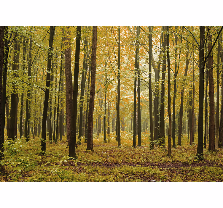 Fotomural naturaleza Bosque "cottagecore" - TenVinilo