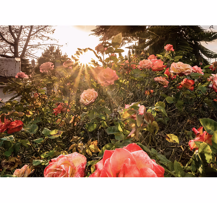 Papel mural flores jardín de rosas soleado - TenVinilo