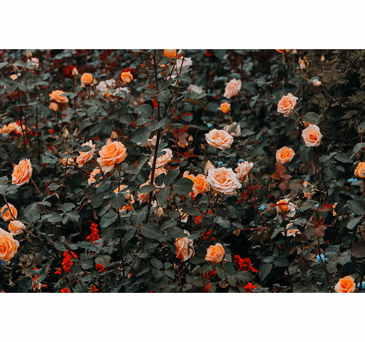 Papel mural flores rosales en flor - TenVinilo