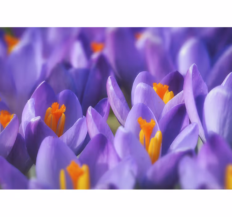 Papel mural flores crocus morado en flor - TenVinilo