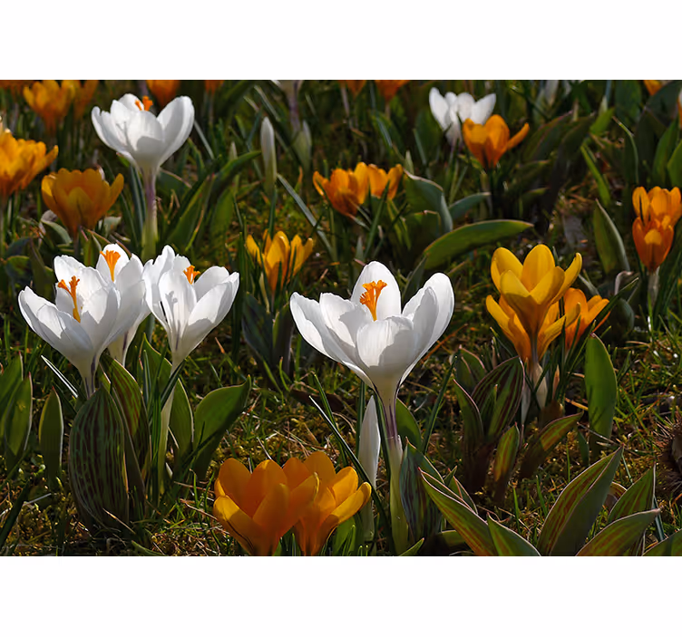 Papel mural flores flor de crocus en flor - TenVinilo