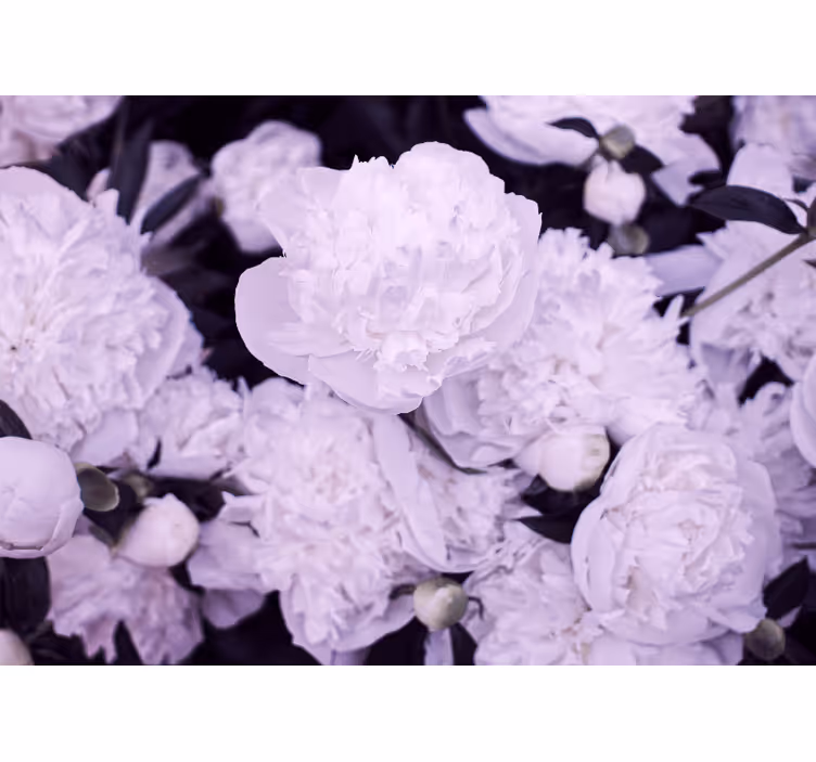 Papel mural flores pivoines lavanda - TenVinilo