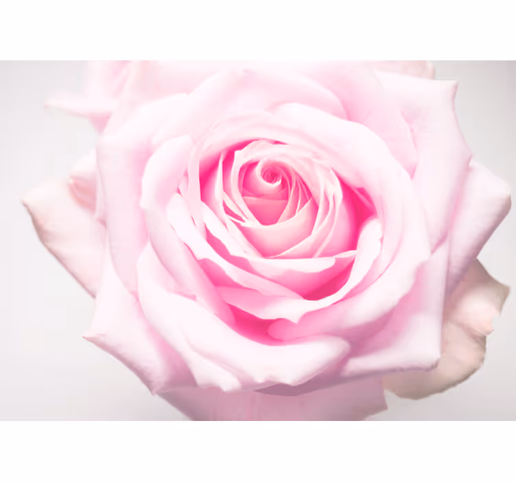 Papel mural de amapolas rosa suave - TenVinilo