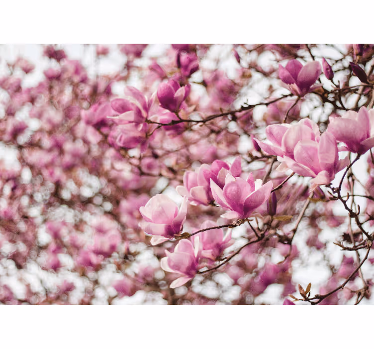 Papel mural magnolias exhibición de flores magnolia - TenVinilo