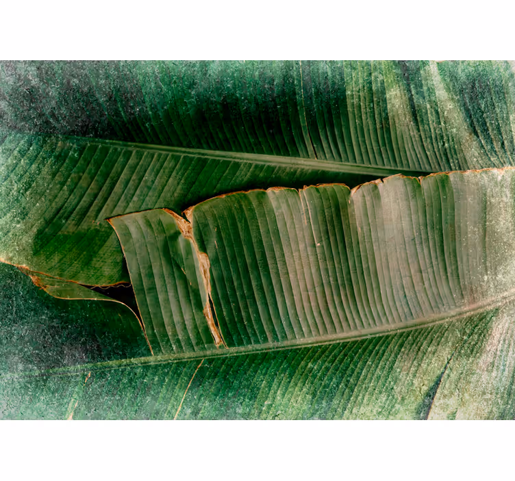 Papel mural naturaleza capas de follaje vibrante - TenVinilo
