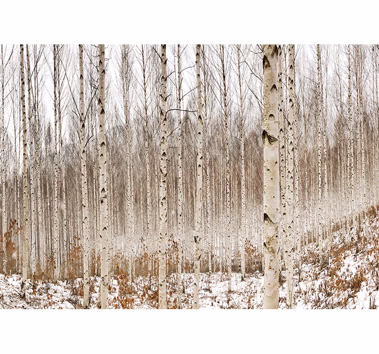 Papel mural bosque bosque de abedules nevados - TenVinilo
