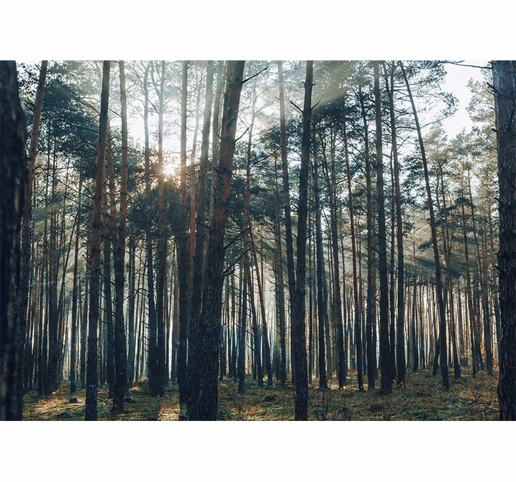 Fotomural de bosque Hermosa madera de pino - TenVinilo