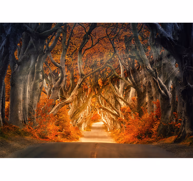 Papel mural bosque camino del bosque encantado - TenVinilo