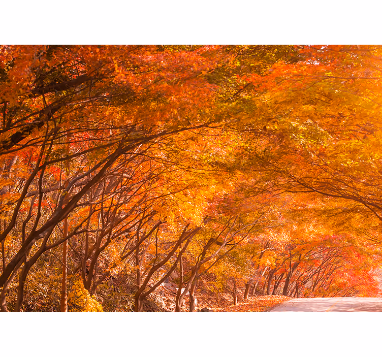 Papel mural bosque camino del bosque en otoño - TenVinilo