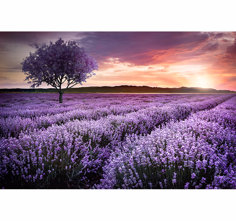 Papel mural flores prado de lavanda al atardecer - TenVinilo