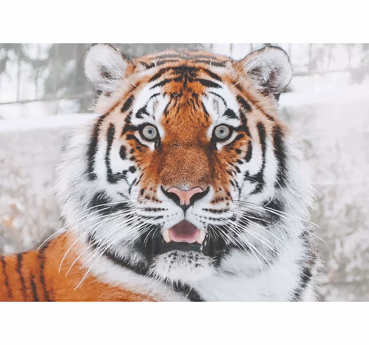 Mural de animales tigre regalado - TenVinilo