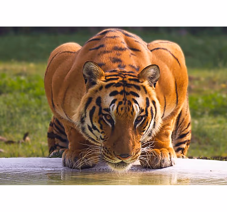 Mural de animales tigre regalado en pose - TenVinilo