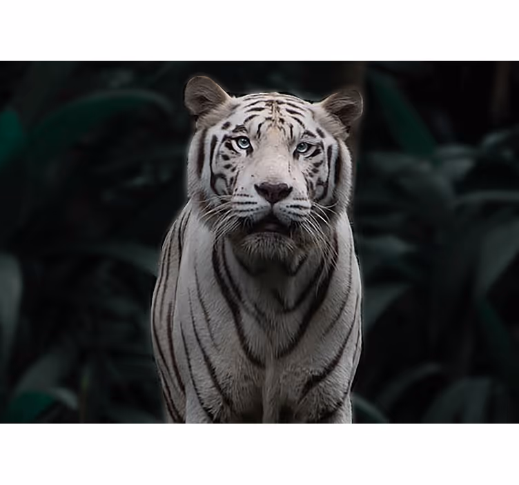 Fotomural animale Tigre blanco amenazante - TenVinilo