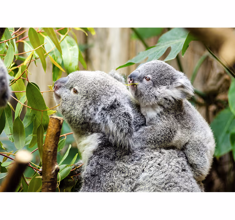 Mural de animales koalas en el árbol - TenVinilo