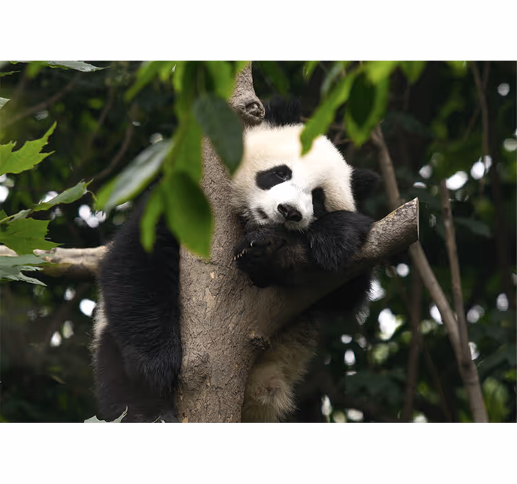 Mural de animales panda descansando en árbol - TenVinilo