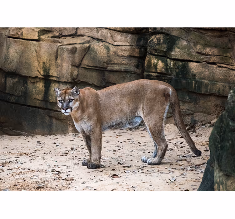 Mural de animales puma en su hábitat - TenVinilo
