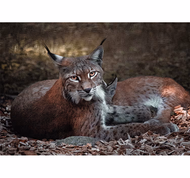 Mural de animales lince durmiendo en pareja - TenVinilo