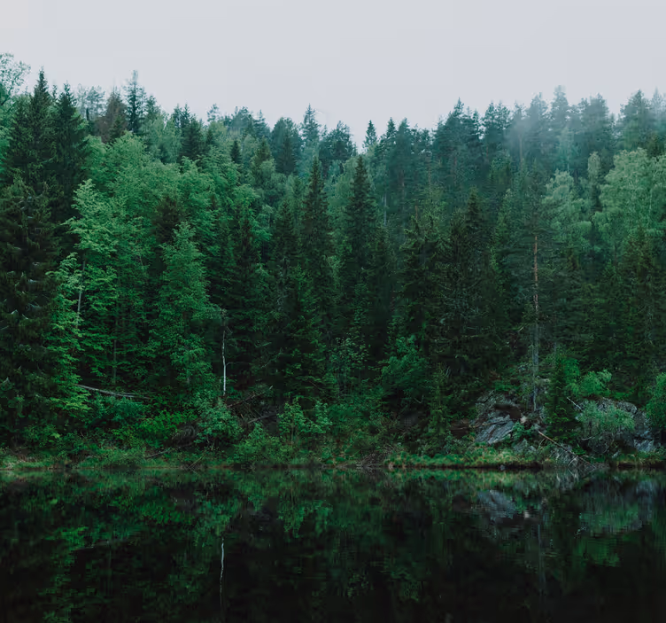 Fotomural árbol bosque profundo - TenVinilo