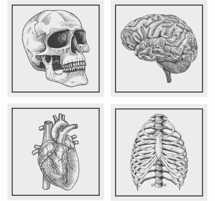 Posavasos frikis cráneo cerebro corazón esqueleto - TenVinilo