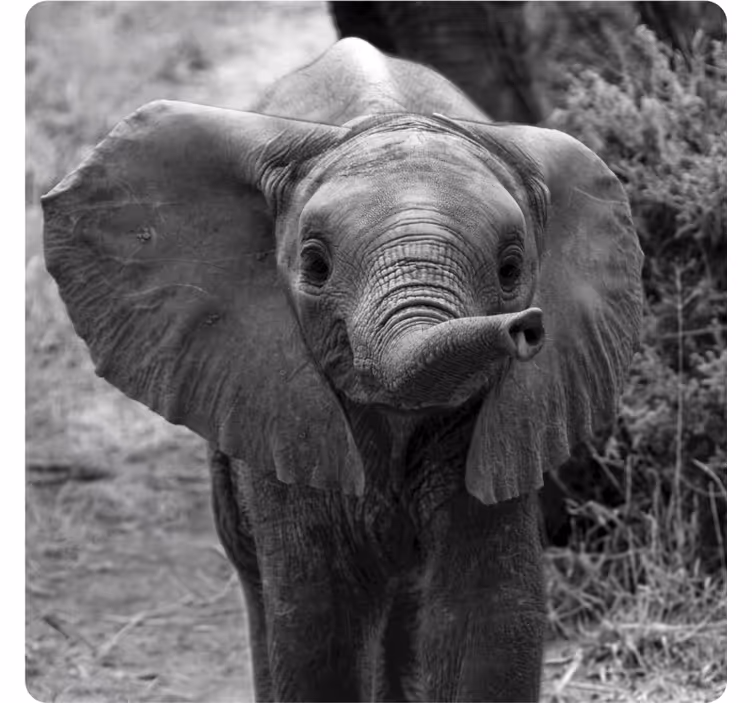 Posavasos vintage elefante bebé adorable - TenVinilo