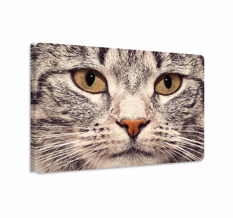 Cuadro de gatos sticker de cara de gato - TenVinilo