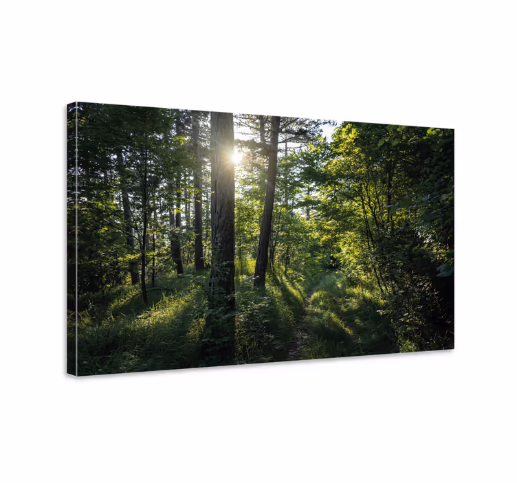 Cuadro paisajes sendero del bosque iluminado - TenVinilo