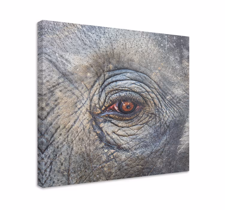Cuadro elefante Elefante de cerca - TenVinilo