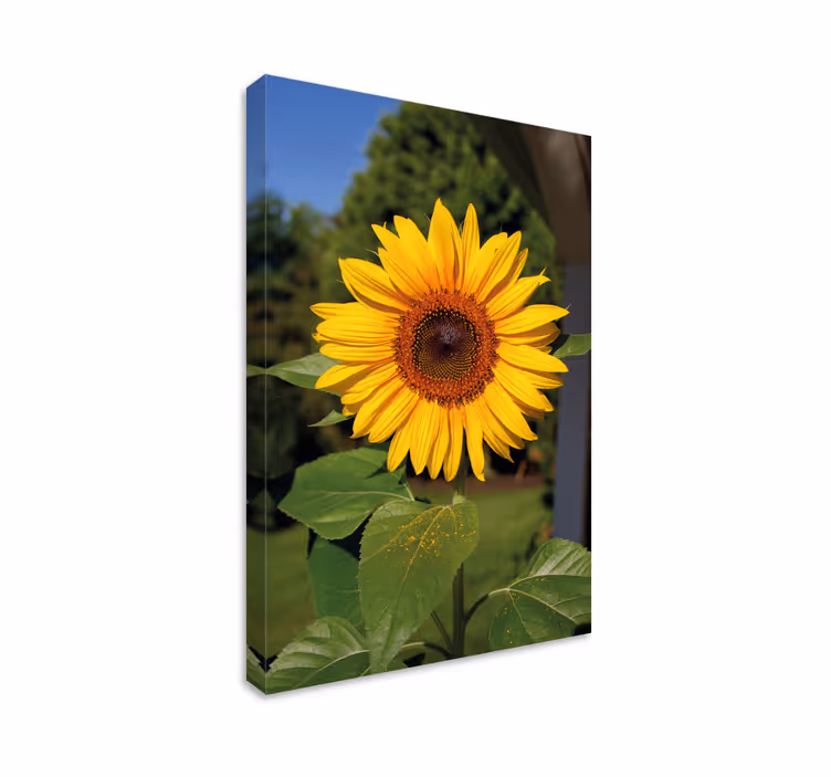 Cuadro de flores flor de girasol radiante - TenVinilo