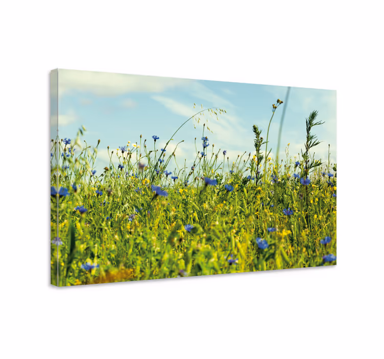 Cuadro de flores Imagen de campo de aciano - TenVinilo