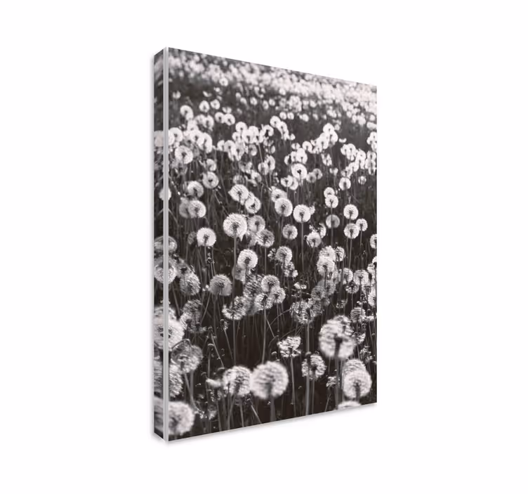 Cuadro de flores capullos de diente de león - TenVinilo